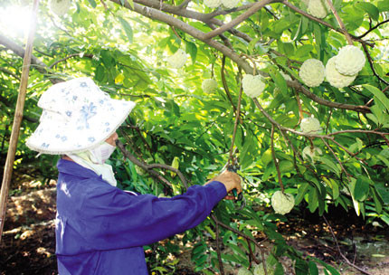 Ảnh minh họa (Internet). Ảnh minh họa (Internet).