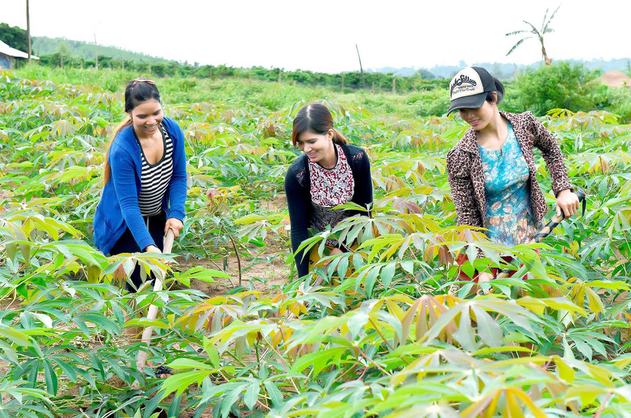 Nông dân Krông Pa chăm sóc cây mì. Ảnh: Đ.T Nông dân Krông Pa chăm sóc cây mì. Ảnh: Đ.T