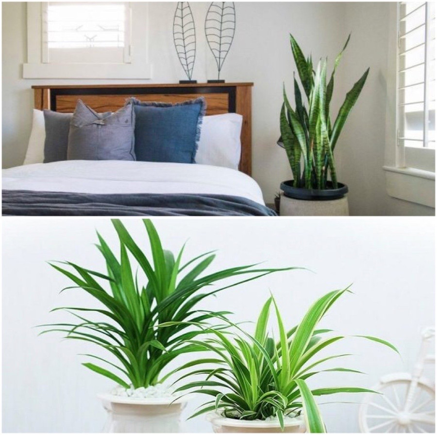 Đồ họa: Thanh Bình