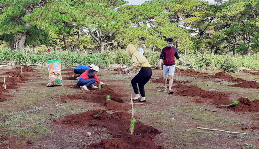 Trồng cây thông 3 lá xung quanh khu vực đồi thông. Ảnh: Hà Phương