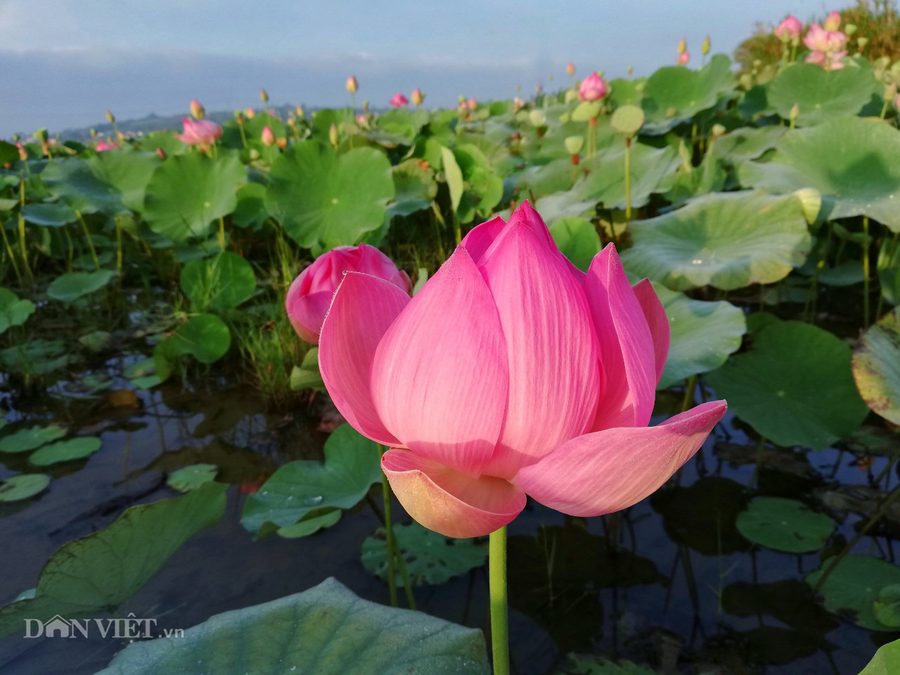 Một bông hoa sen nở giữa hồ khiến người xem sao xuyến, không thể không lấy điện thoại hay máy ảnh ra chụp hình, lưu lại làm kỉ niệm khi đến Liên Hà.