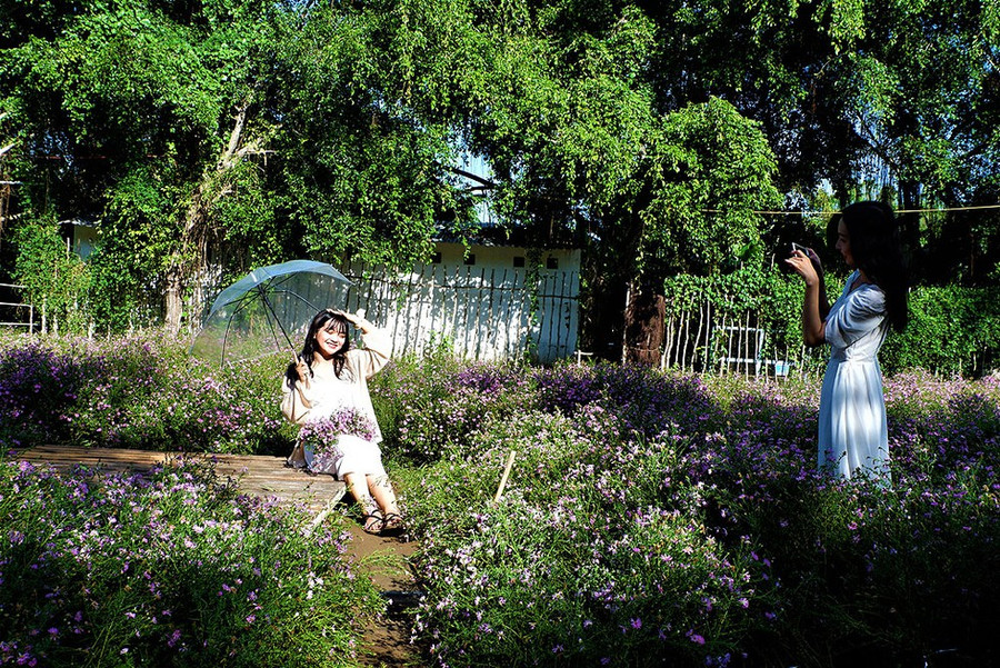 Du khách tạo dáng trong vườn thạch thảo ở miền Tây mà không cần đi... Đà Lạt Ảnh: LUÂN TRẦN