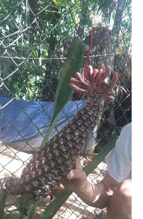 Trái khóm có hình thu như một chú gà trống rất kỳ lạ tại khu vườn nhà ông Nguyễn Cọng