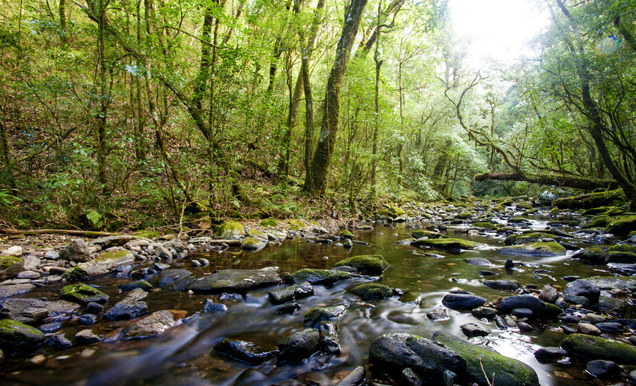 Suối đá giữa khu rừng xanh thẳm - Ảnh: NGUYỄN VĂN DUY