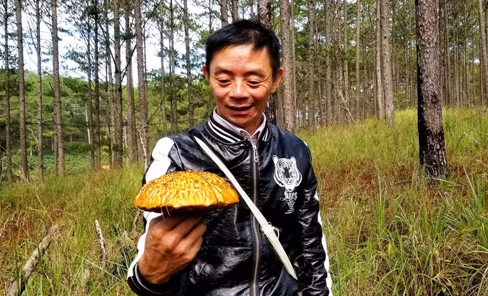 Một cây nấm xơ mít rất to.