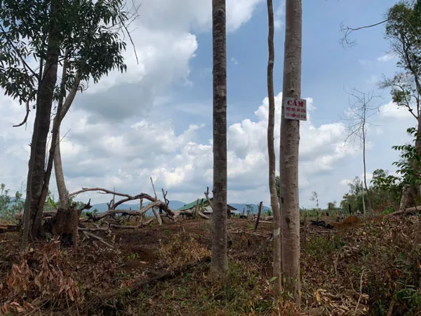 Hàng vạn hecta rừng Tây Nguyên đã bị xóa sổ trong 1 năm