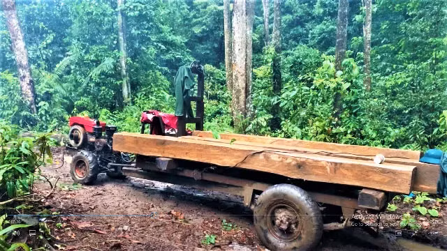 Nhiều xe gỗ các đối tượng chưa kịp chở ra khỏi rừng đã bị lực lượng công an phát hiện, bắt giữ.