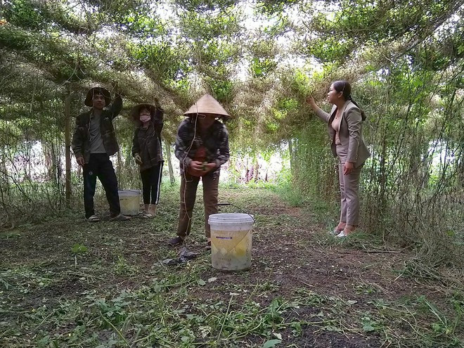 Chị Huệ (bìa phải) kiểm tra nông dân thu hái khổ qua rừng ẢNH: GIA HƯƠNG