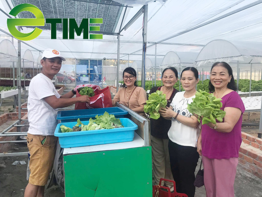 Mỗi ngày, vườn rau thủy canh công nghệ cao của anh Bình cung cấp ra thị trường từ 150-200kg, với giá bán 50.000 đồng/kg, trung bình mỗi ngày sau khi trừ các khoản chi phí anh lãi hơn 2 triệu đồng