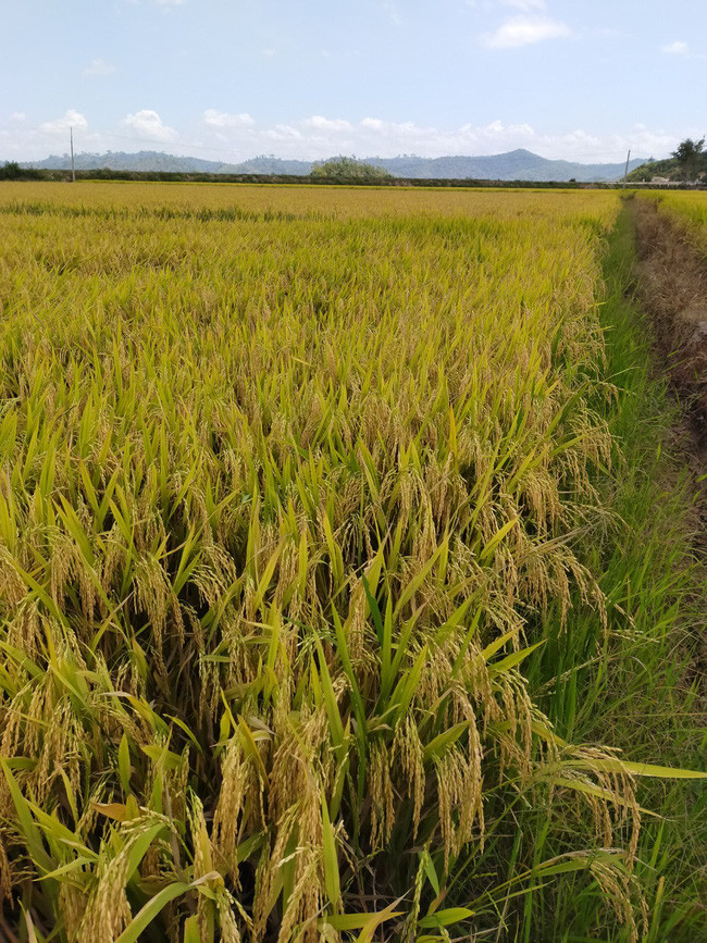 Lúa thuần TBR225 trồng tại xã Buôn Tría, huyện Lắk vụ đông xuân 2019-2020.