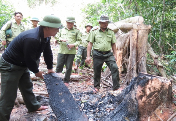 Lực lượng chức năng Quảng Bình kiểm tra hiện trường phá rừng ở rừng Trường Sơn.