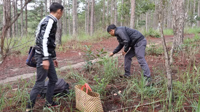 Theo chân anh Huân đi săn nấm rừng ở Đà Lạt.