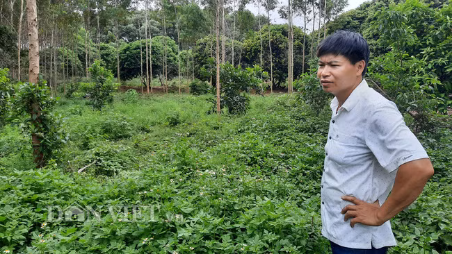  Khoảng thời gian giãn cách giữa các lứa gà là lúc anh Điện chăm sóc khôi phục các loại cây cỏ, cây thảo dược tự nhiên trong vườn để đàn gà râu có cái để ăn.