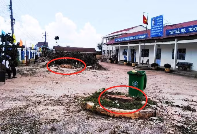 Cho cắt hạ 2 cây me tây cổ thụ: Hiệu trưởng Trường THCS Lê Lợi nói gì? - Ảnh 7.Một số ý kiến nuối tiếc khi bị cắt hạ.