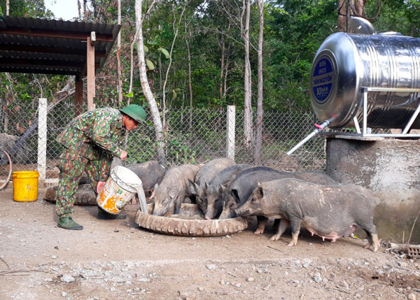 Chiến sĩ Đồn Biên phòng Ia Pnôn chăm sóc đàn heo. Ảnh: A.H