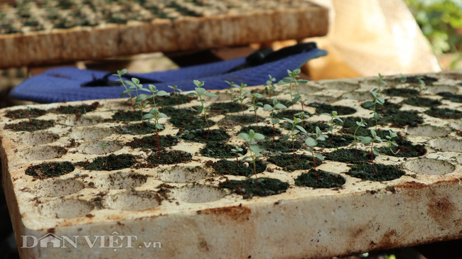 Những cây đô la giống được ông Bình ươm tại vườn nhà.