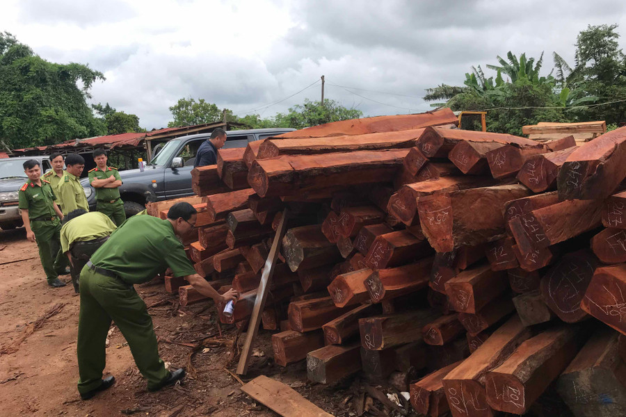 Lực lượng chức năng đang kiểm đếm khối lượng gỗ trong kho của doanh nghiệp Hùng Ny. Ảnh: Văn Ngọc