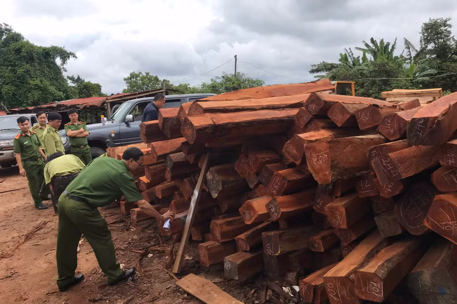 Lực lượng chức năng đang kiểm đếm khối lượng gỗ trong kho của doanh nghiệp Hùng Ny. Ảnh: Văn Ngọc