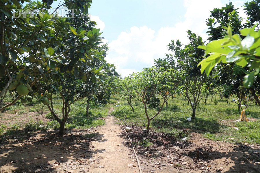 Trang trại của Tuấn là một hệ sinh thái VAC khép kín.