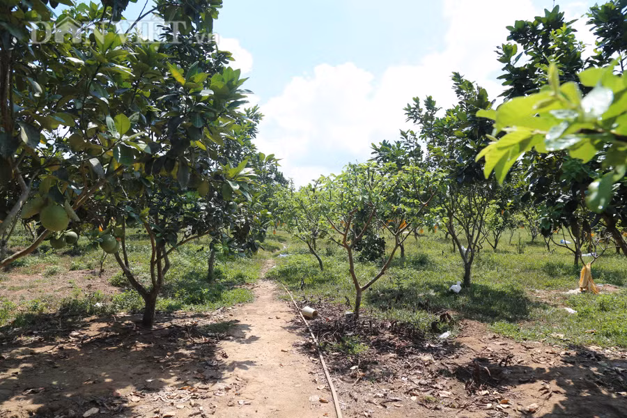 Trang trại của Tuấn là một hệ sinh thái VAC khép kín.