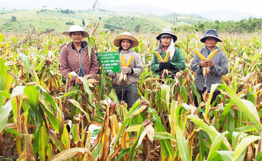 Chị Đinh Nhiêu (bìa phải; xã Đak Tơ Pang, huyện Kông Chro) cùng người dân trong làng thu hoạch bắp lai. Ảnh: Đ.Y  Chị Đinh Nhiêu (bìa phải; xã Đak Tơ Pang, huyện Kông Chro) cùng người dân trong làng thu hoạch bắp lai. Ảnh: Đ.Y