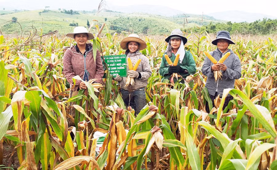 Chị Đinh Nhiêu (bìa phải; xã Đak Tơ Pang, huyện Kông Chro) cùng người dân trong làng thu hoạch bắp lai. Ảnh: Đ.Y Chị Đinh Nhiêu (bìa phải; xã Đak Tơ Pang, huyện Kông Chro) cùng người dân trong làng thu hoạch bắp lai. Ảnh: Đ.Y