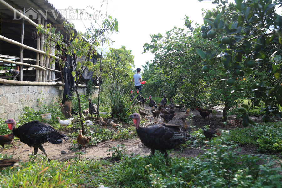 Khu vườn rợp bóng cây ăn quả của 9X Ngô Đình Tuấn được tận dụng thả gia cầm với nhiều loại đặc sản như gà Tây, gà ri bản địa, gà rừng...