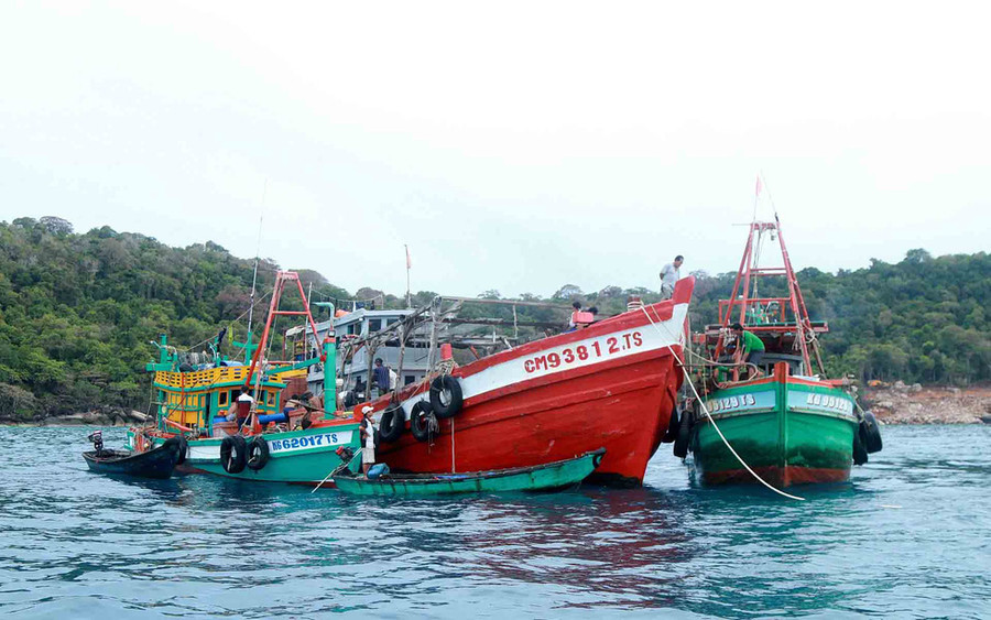 Tàu đánh cá đang cặp mạn tàu thu mua bán cá trên biển