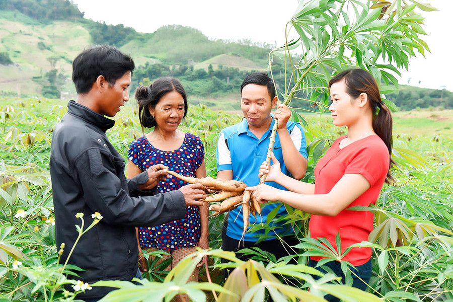 Cán bộ khuyến nông huyện Kbang hướng dẫn kỹ thuật chăm sóc cây mì cho người dân tộc thiểu số. Ảnh: Đ.T  Cán bộ khuyến nông huyện Kbang hướng dẫn kỹ thuật chăm sóc cây mì cho người dân tộc thiểu số. Ảnh: Đ.T