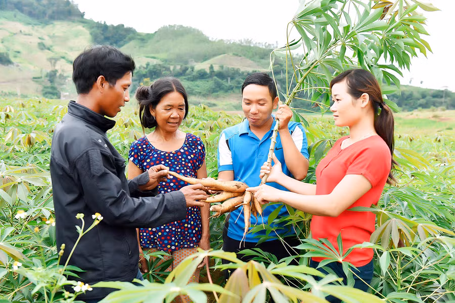 Cán bộ khuyến nông huyện Kbang hướng dẫn kỹ thuật chăm sóc cây mì cho người dân tộc thiểu số. Ảnh: Đ.T Cán bộ khuyến nông huyện Kbang hướng dẫn kỹ thuật chăm sóc cây mì cho người dân tộc thiểu số. Ảnh: Đ.T