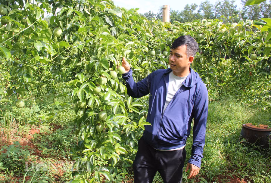 Võ Trí và vườn chanh dây sản xuất theo phương pháp hữu cơ thu về 500 triệu đồng/năm.