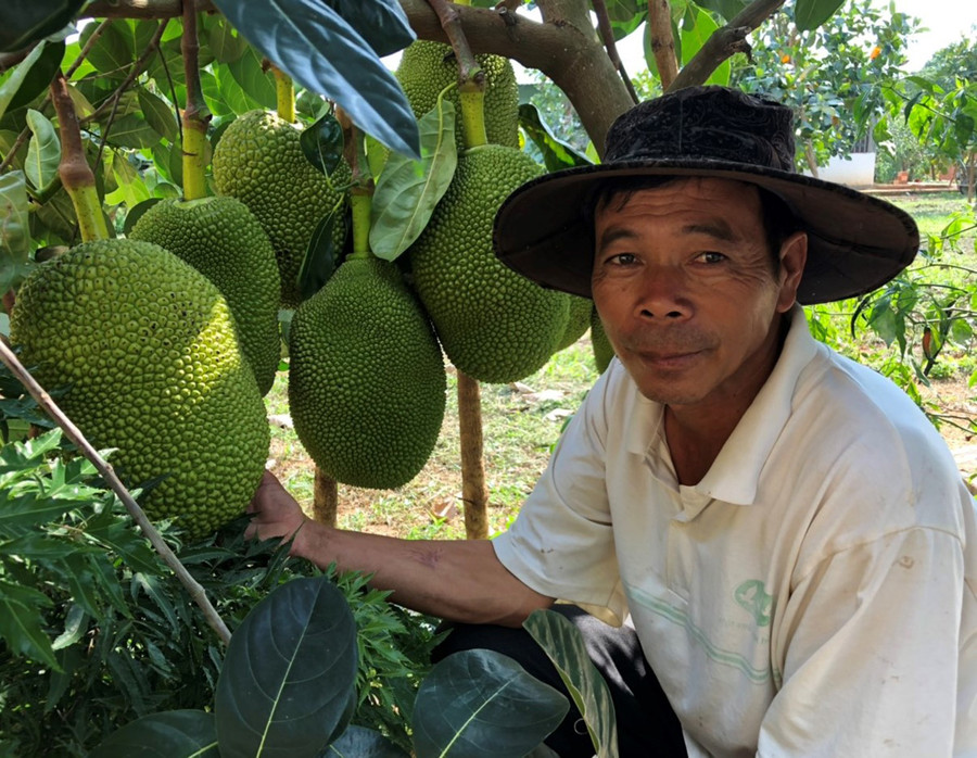 Ông Đặng Thanh Vân (thị trấn Phú Hòa, huyện Chư Pah) bên cây mít Thái trồng hơn 1 năm. Ảnh: H.T  Ông Đặng Thanh Vân (thị trấn Phú Hòa, huyện Chư Pah) bên cây mít Thái trồng hơn 1 năm. Ảnh: H.T