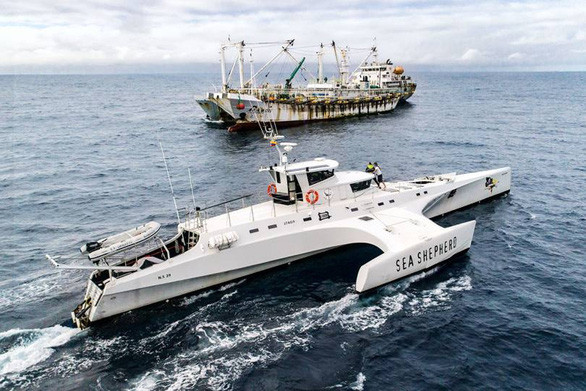 Tàu Brigitte Bardot của tổ chức Sea Shepherd (phải) tìm kiếm tàu đánh bắt bất hợp pháp trên Thái Bình Dương - Ảnh: Simon Ager