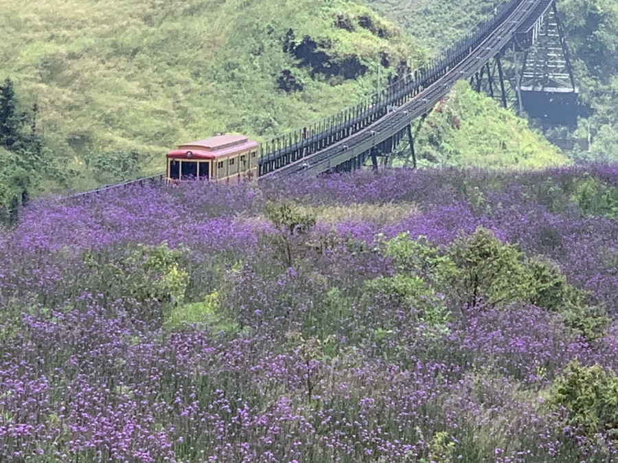 Ngoài ra, du khách có thể đi tàu điện để ngắm nhìn một dọc sườn đồi hoa tím rất nên thơ.