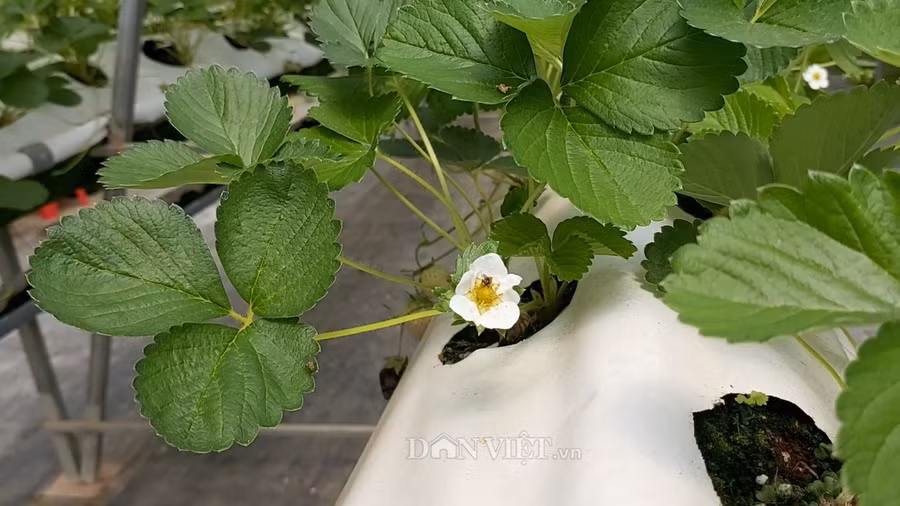 Dâu tây Bạch Tuyết còn gọi là dâu anh đào được nhập trực tiếp từ Nhật Bản về Việt Nam.