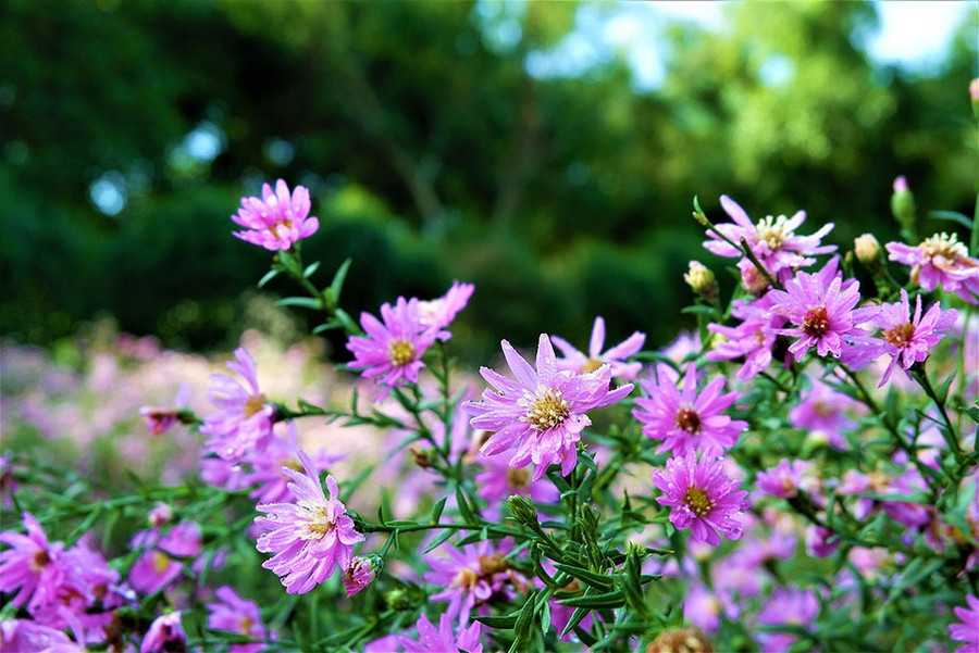 Thời điểm đẹp nhất để check- in tại đây chính là khung giờ từ 7 giờ sáng đến 3 giờ chiều