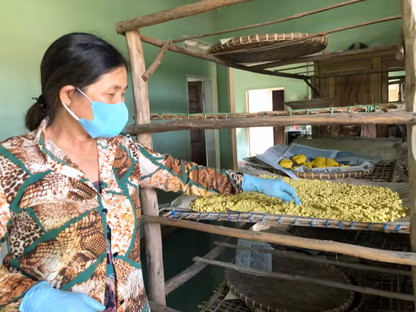 Người dân xã Song An (thị xã An Khê) phơi tinh bột nghệ trong nhà để tránh ánh nắng mặt trời và bụi bẩn. Ảnh: N.M