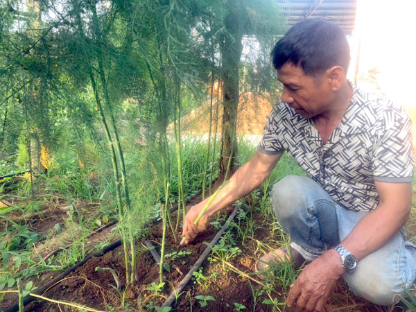  Anh Phạm Văn Diển (xã Ia Băng, huyện Đak Đoa) thu hoạch măng tây. Ảnh: A.H