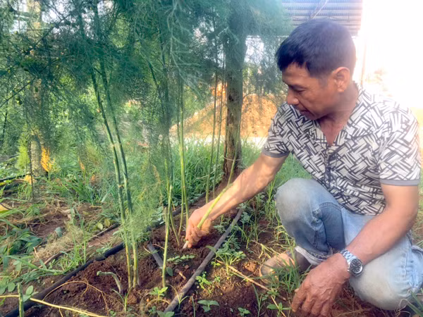  Anh Phạm Văn Diển (xã Ia Băng, huyện Đak Đoa) thu hoạch măng tây. Ảnh: A.H