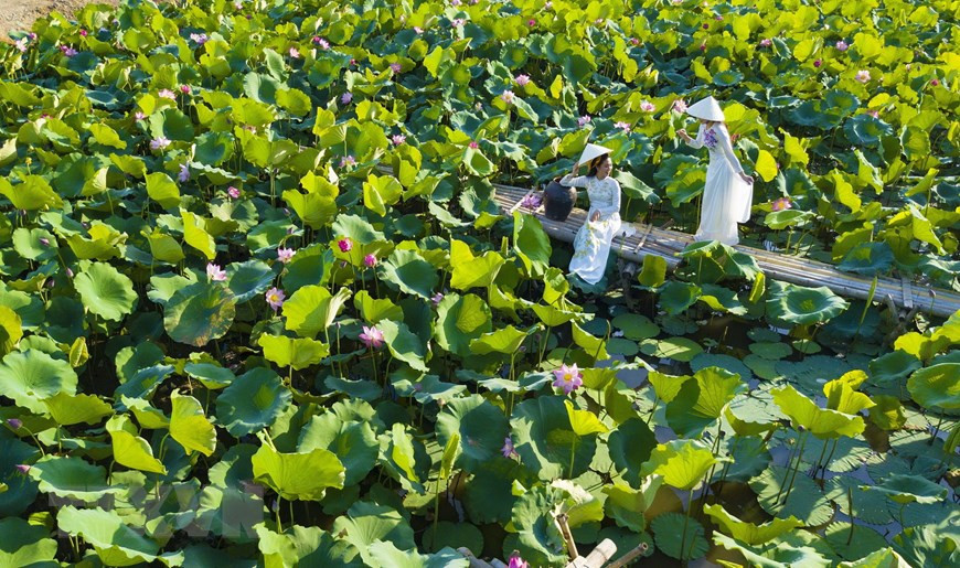 Vẻ đẹp thuần khiết của hoa sen chắc chắn sẽ là một trải nghiệm thú vị đối với nhiều du khách trong mùa hè khi đến Ninh Bình. (Ảnh: Minh Đức/TTXVN)