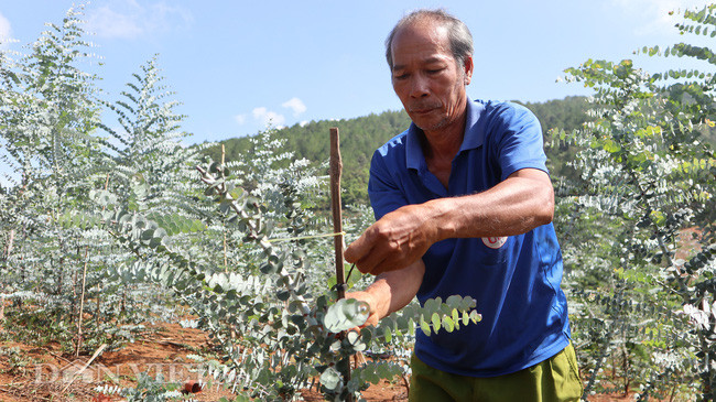 Ông Kim chăm sóc cây đô la trong vườn hơn 200 cây của gia đình mình.