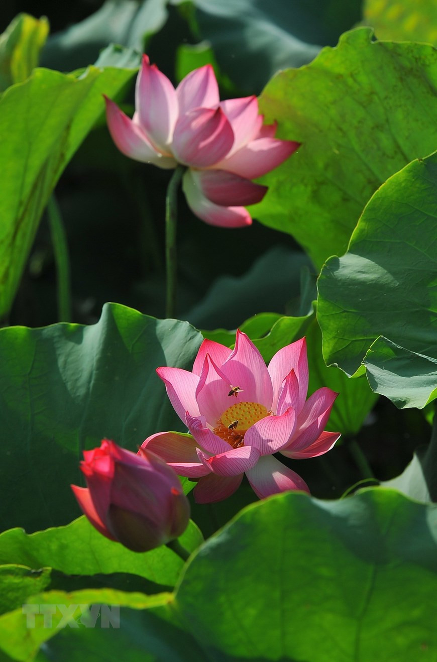 Vẻ đẹp và hương sen bung nở trong nắng sớm. (Ảnh: Minh Đức/TTXVN)