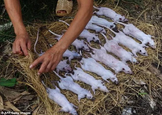  Chuột được làm sạch và đặt lên rơm rạ chuẩn bị cho khâu nướng ở vùng Đan Phượng - Ảnh: AFP