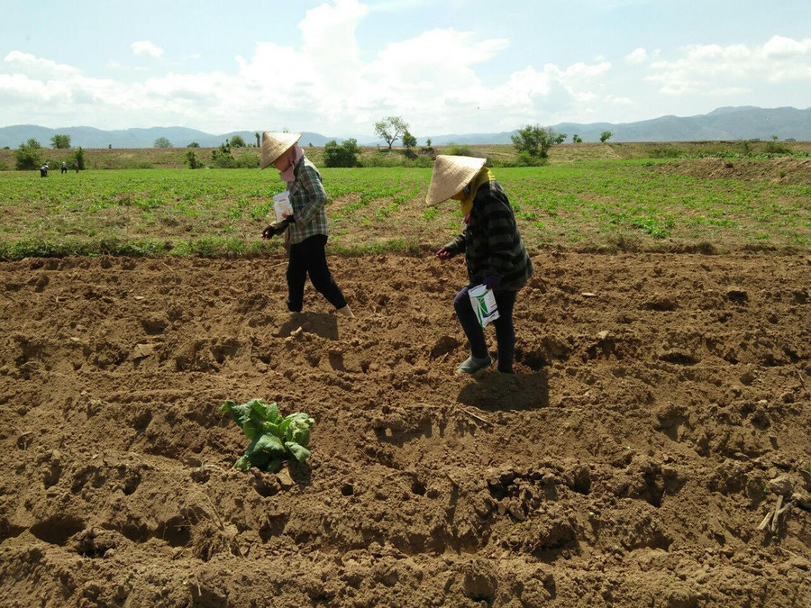 Người dân xã Chư Mố xuống giống bắp sinh khối. Ảnh: Lê Nam