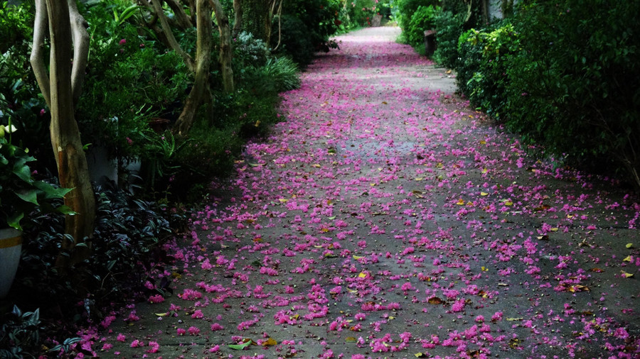 Con đường hoa tường vi kéo dài khoảng 200m với 100 gốc tường vi trải đều hai bên đường. Ảnh: Trần Tường Vi