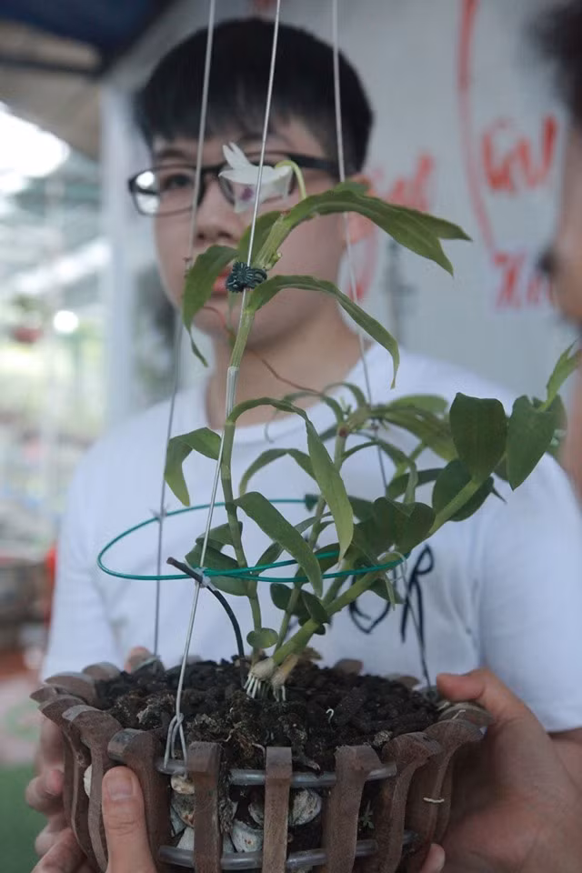 Cây lan đột biến có tên Vọng Xưa được cho là có giá giao dịch 5 tỉ đồng. Ảnh: H.P Cây lan đột biến có tên Vọng Xưa được cho là có giá giao dịch 5 tỉ đồng. Ảnh: H.P