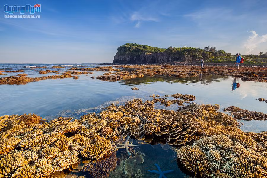 Khi thủy triều xuống, lộ ra rừng san giữa Gành Yến (ảnh: Thanh Trung)
