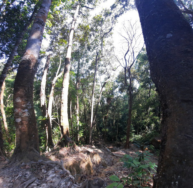 Ở khu vực rừng phân bố cây pơ mu hệ thực vật cũng phát triển đa dạng.