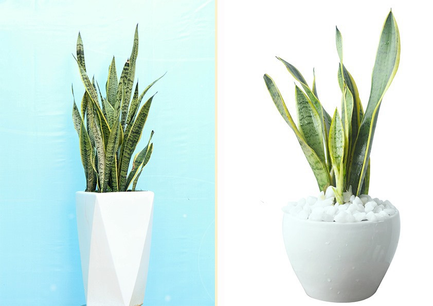 Cây lưỡi hổ không cần quá nhiều ánh sáng và nước nên phù hợp đặt ở nhiều góc trong nhà. Đồ họa: Khương Duy