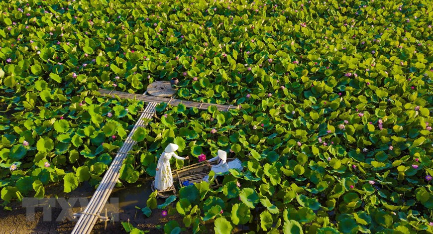  (Ảnh: Minh Đức/TTXVN)